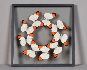 Orange & White Butterflies Frame