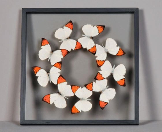 Cadre Papillons Orange & Blanc