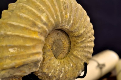 Ammonite (Madagascar) sur metal noir