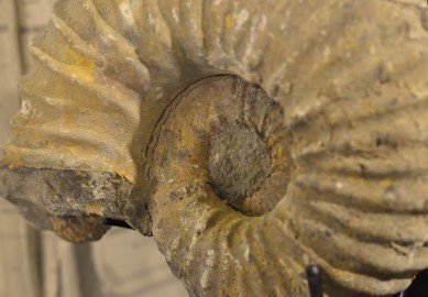 Ammonite (Madagascar) on a black metal display