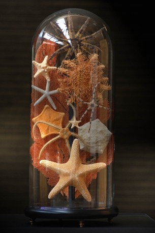 Sea stars in family under glass.