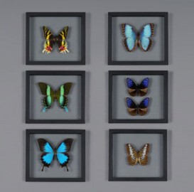 6 Papillons sous cadre - Série