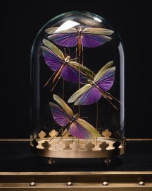 Butterflies Idea Blanchardi under glass