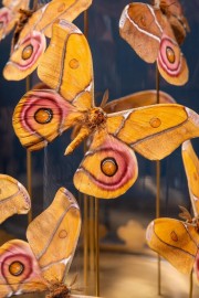 Globe de 8 papillons Antherina Suraka