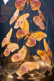 Butterflies Antherina Suraka under glass