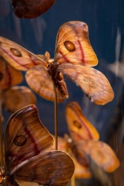 Globe de 8 papillons Antherina Suraka