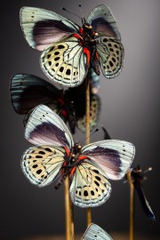 Mini Globe 5 Magnifiques Papillons Bleu A. LEPRIEURI