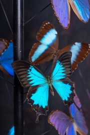 25 papillons Bleus Morphos H120cm