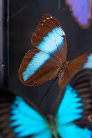 Blue Butterflies Globe