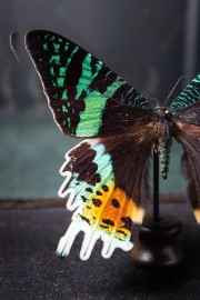Magnifique Papillon Diurne