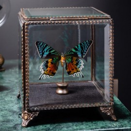Diurnal Butterfly in Victorian Box