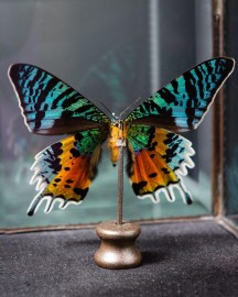 Diurnal Butterfly in Victorian Box