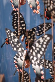 11 Black & White Butterflies in Capsule Glass