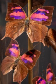 17 Butterflies Under Glass With Brass Base