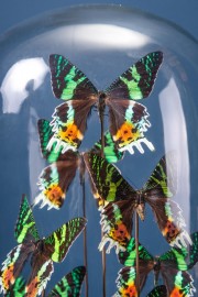 10 Butterflies URANIA RIPHEUS in Capsule Glass