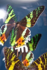 10 Butterflies URANIA RIPHEUS in Capsule Glass