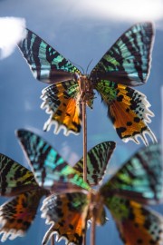 10 Papillons Jaune Globe Gélule Laiton