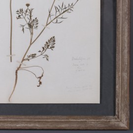 Genuine Old Herbs Frame, Set of 12