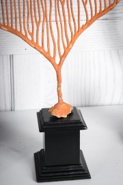 Orange Gorgonian On Black Stand