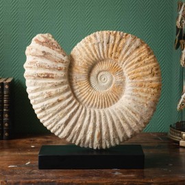 Ammonite (Madagascar) on a black metal display