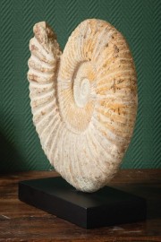 Grosse Ammonite (Madagascar) sur socle noir