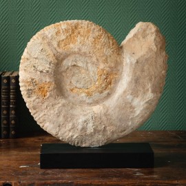 Grosse Ammonite (Madagascar) sur socle noir