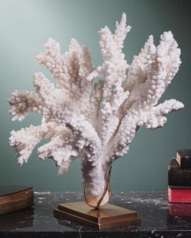 Corail blanc branch - ACROPORA FLORIDA