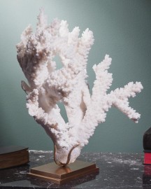 Corail blanc branch - ACROPORA FLORIDA