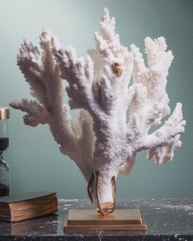 Branch Coral ACROPORA FLORIDA