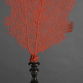 Gorgone Rouge Impérial Sur Pied - H 30 cm