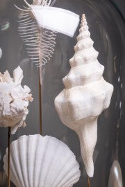 White Sea Shells Under Glass Brass Base