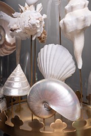 White Sea Shells Under Glass Brass Base