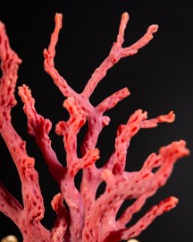 Corail rouge de Méditérranée dans Reliquaire