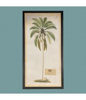 Merveilleuses gravures de Palmiers imprimées artisanalement.