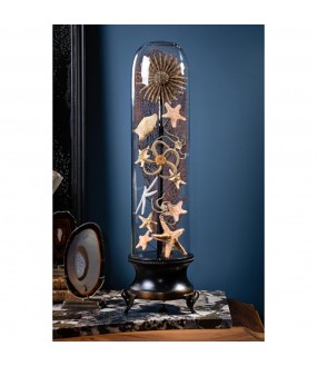 Sea stars in family under glass, 13 different kinds of starfish under a narrow bell jar, in a Napoleon III style.