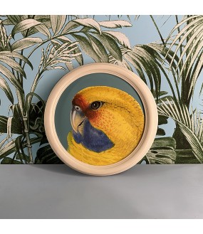 Set of 6 Round Frames of a Charming Company of Parrots