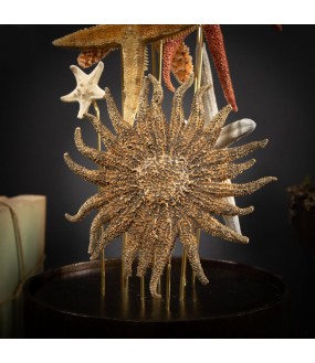 Bouquet d'Etoiles de Mer sous Globe - H50cm