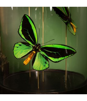 Capsule of Green Bird-Winged Butterflies H47cm