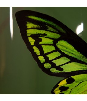 Capsule of Green Bird-Winged Butterflies H47cm