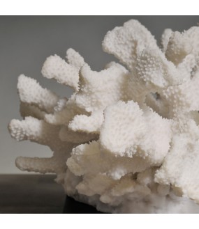Coral in White Resin XL H23cm