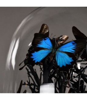 XXL Globe of Blue Morpho Butterflies