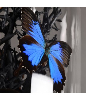 Globe Naturaliste Papillons Morpho Bleus XXL