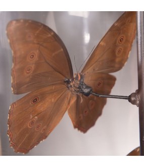 Blue Butterflies Lamp H60cm