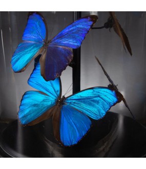 Grande Lampe Papillons Morphos H60cm