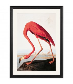 Pink Flaminco Printing, Audubon