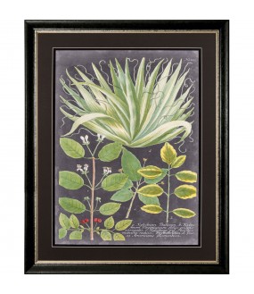 Pair of Foliage Naturalist Engravings  H70x55cm