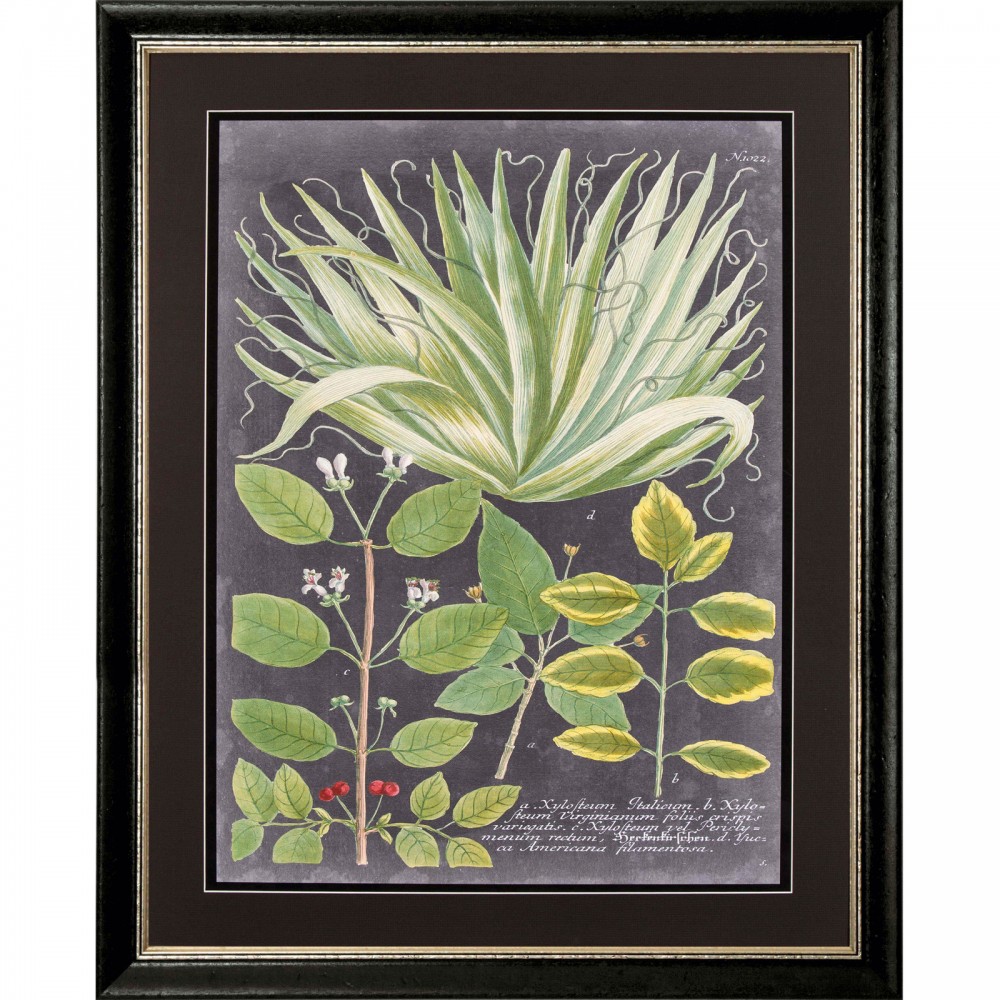 Pair of Foliage Naturalist Engravings  H70x55cm