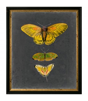 Reproductions Aquarelles Papillons - Set de 2