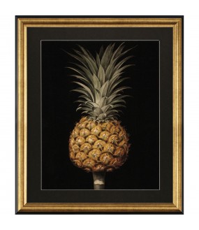 Grandes Gravures Botanique, Ananas - La Paire