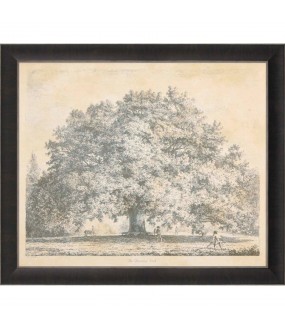 "The Chandos Oak" Engraving...